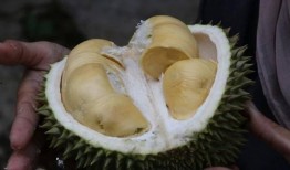 榴莲皮肤爆料视频,神秘爆料，带你领略独特魅力